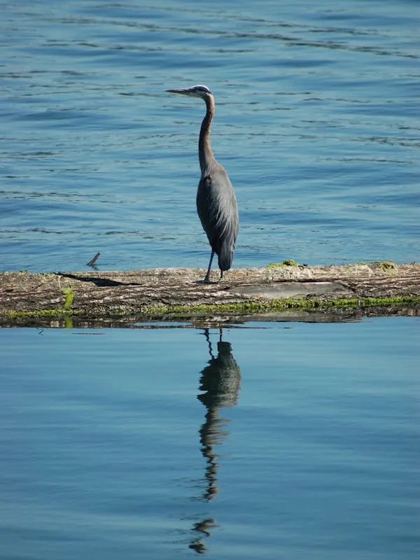 Grey heron